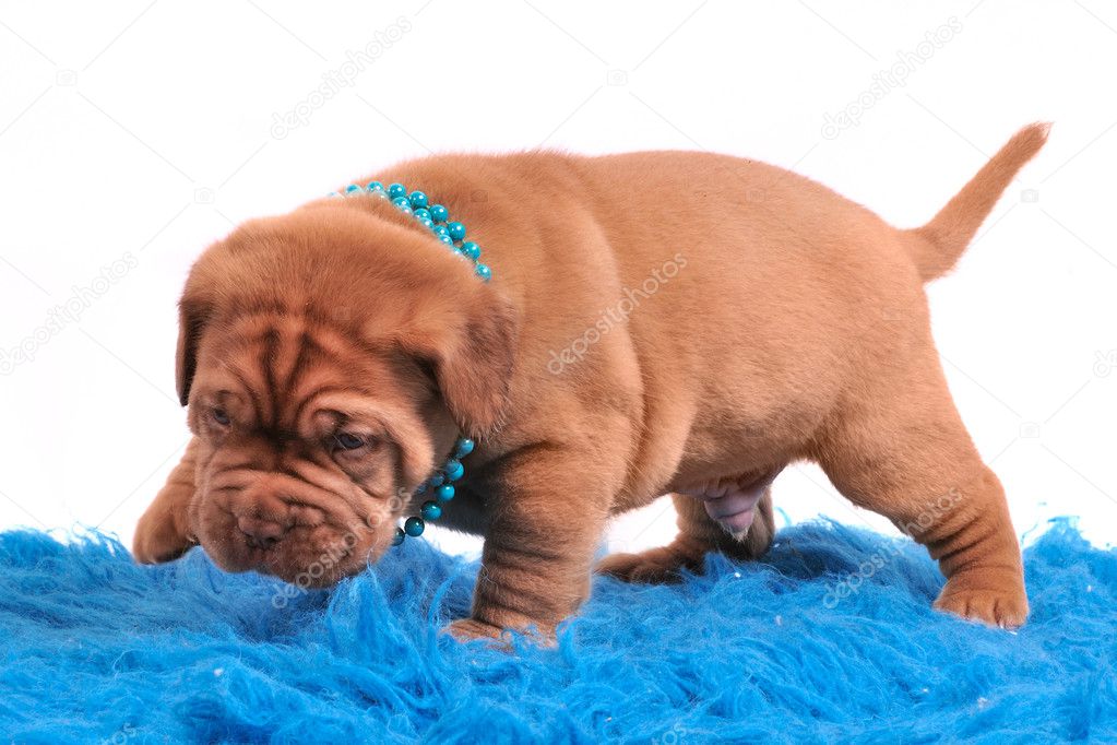Dogue De Bordeaux pupp is only learning to walk