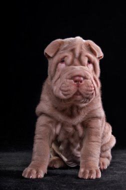 Small Shar-Pei Puppy clipart