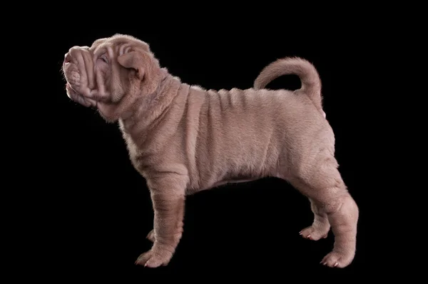 Wrinkled Puppy — Stock Photo, Image