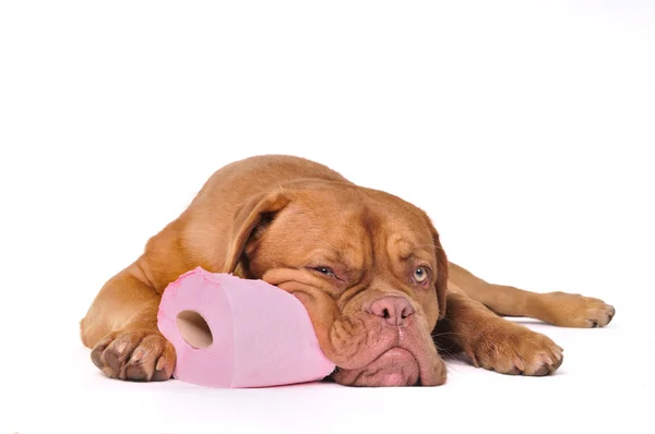 Menina e seu cão em sapatos roxos — Fotografia de Stock
