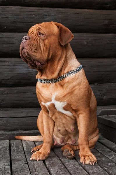 Grande cão esperando por seu mestre — Fotografia de Stock