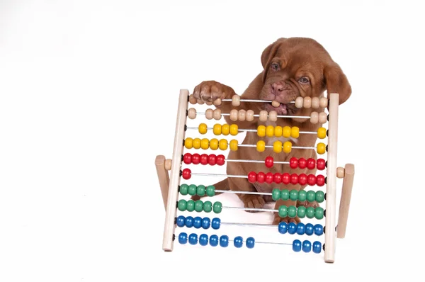 Puppy with Abacus — Stock Photo, Image