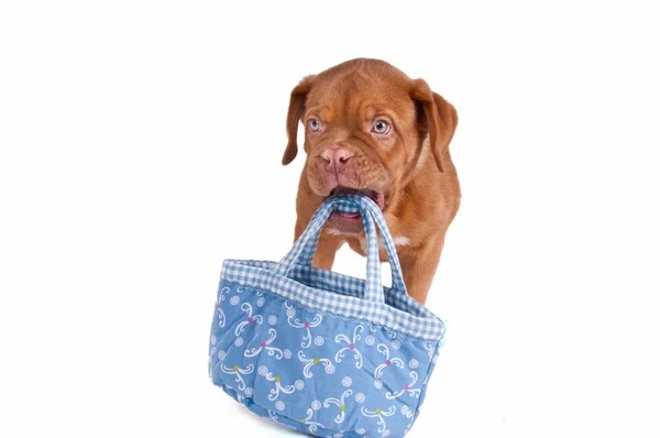 This is my bag! — Stock Photo, Image
