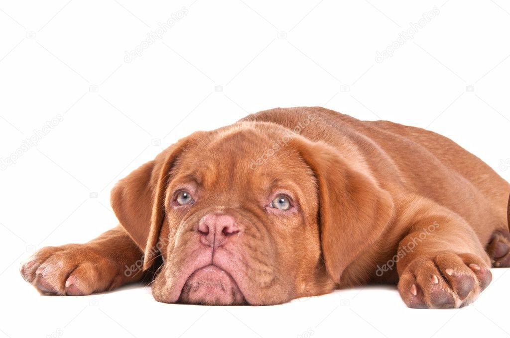 Cute Puppy on white background