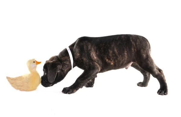 Puppy met een stuk speelgoed — Stockfoto