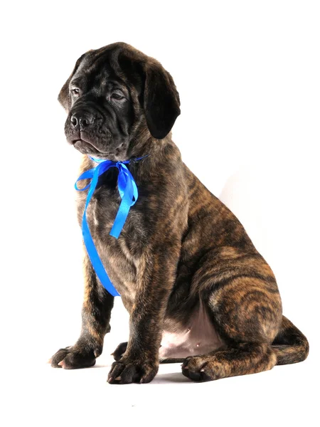 Puppy with Ribbon — Stock Photo, Image