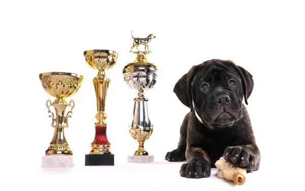 Şampiyon köpek yavrusu — Stok fotoğraf