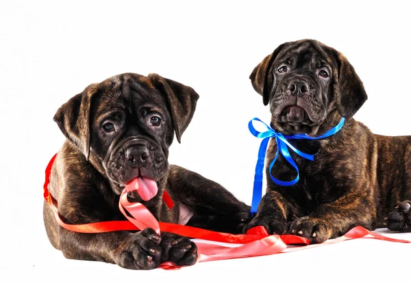 Due cuccioli — Foto Stock