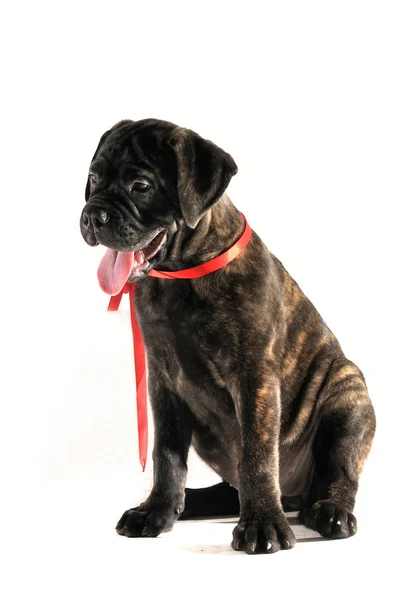Yorgun ve dil ile oturan köpek yavrusu — Stok fotoğraf