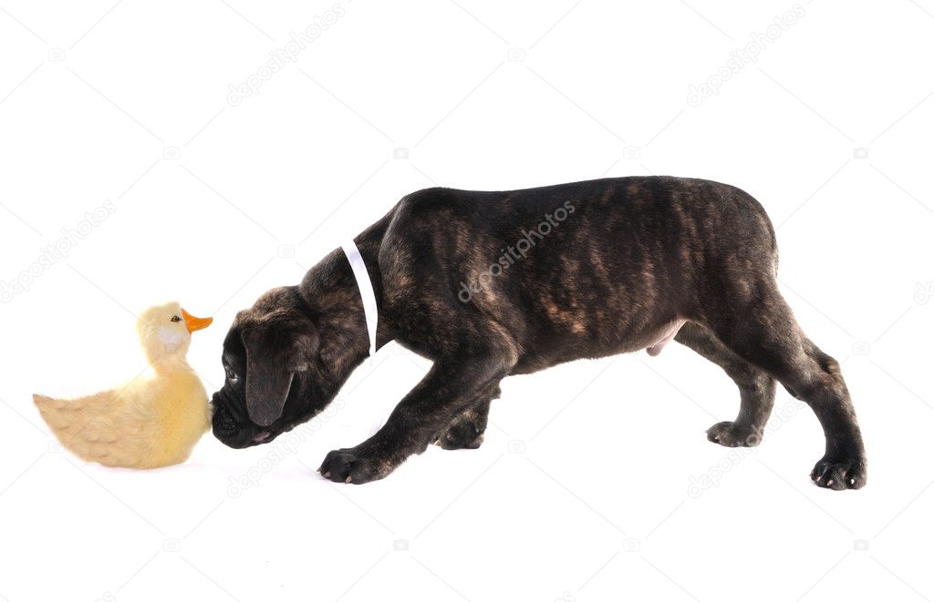 Puppy with a toy