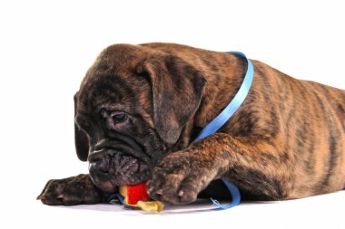 Puppy eating Apple clipart
