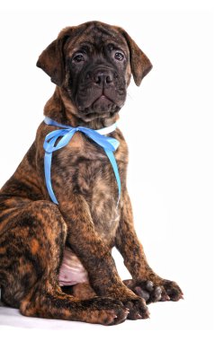 oturan gurur köpek yavrusu