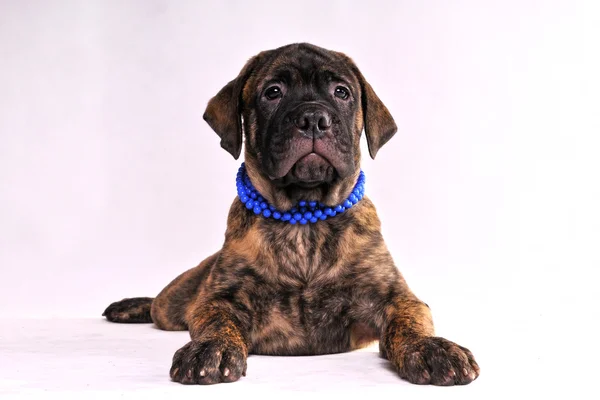 Gorgeous Puppy — Stock Photo, Image