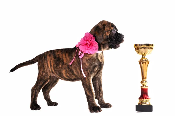 Bir kupa ile köpek yavrusu — Stok fotoğraf