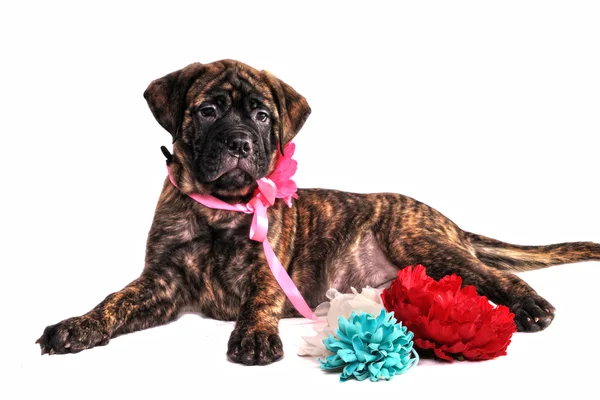 Puppy Lying with Flowers — Stock Photo, Image