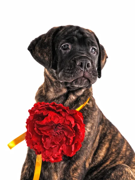 Orgulloso cachorro con una flor — Foto de Stock