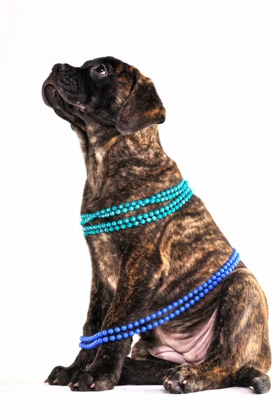 Cachorro sentado con collar —  Fotos de Stock