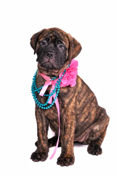 Glamour Puppy — Stock Photo, Image