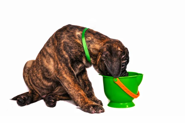 Filhote de cachorro e um balde de brinquedo — Fotografia de Stock