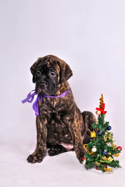 Puppy met een kerstboom — Stockfoto