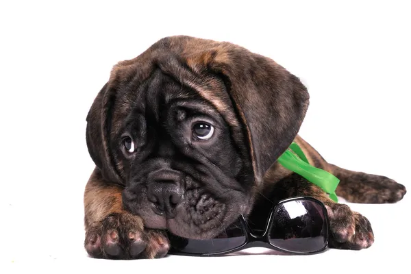 Puppy chewing sunglasses — Stock Photo, Image