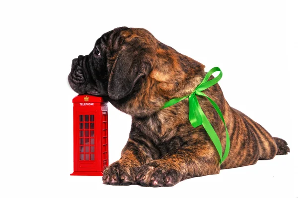 Cachorro en una cabina telefónica — Foto de Stock