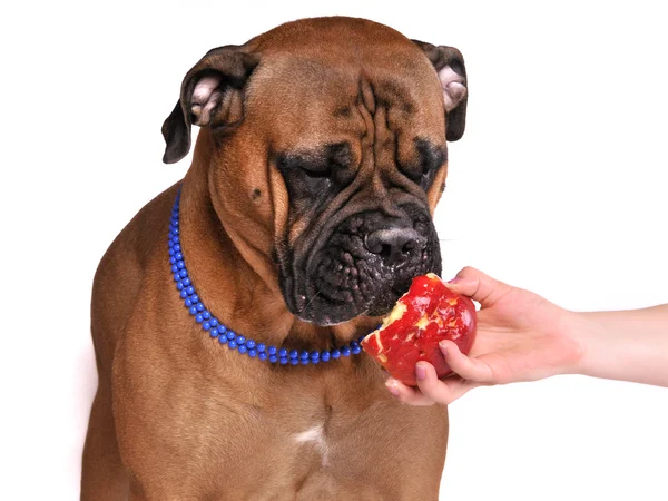 Hond proeverij apple — Stockfoto