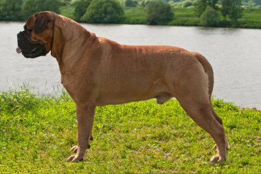 Champion Bullmastiff in Ideal Standing clipart