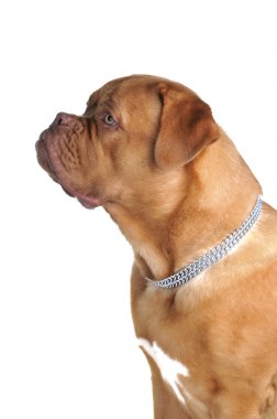 Portrait of French Mastiff clipart