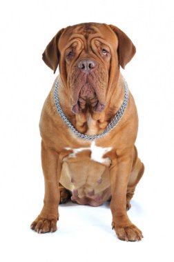 Big Mastiff Portrait clipart