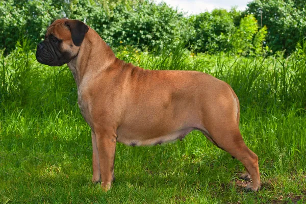 Μεγάλο σκύλο σε χόρτο φόντο — Φωτογραφία Αρχείου
