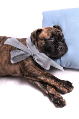 Puppy Sleeping on a Pillow clipart