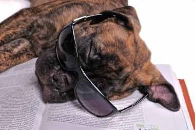 kitap üzerinde uyuyan bir köpek yavrusu