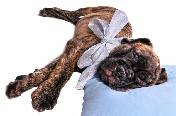 枕の上の子犬 — ストック写真