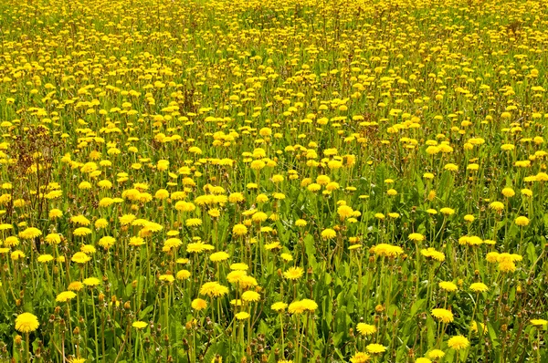 stock image Spring field