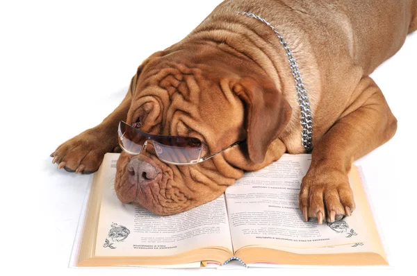 Duży pies czytanie książki — Zdjęcie stockowe