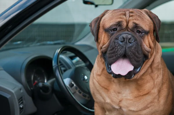 Dog Driver — Stock Photo, Image