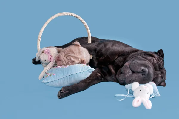 Moe honden in slaap — Stockfoto