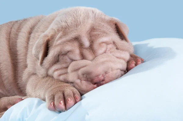 Valp dogue de Bordeaux (franska mastiff). — Stockfoto