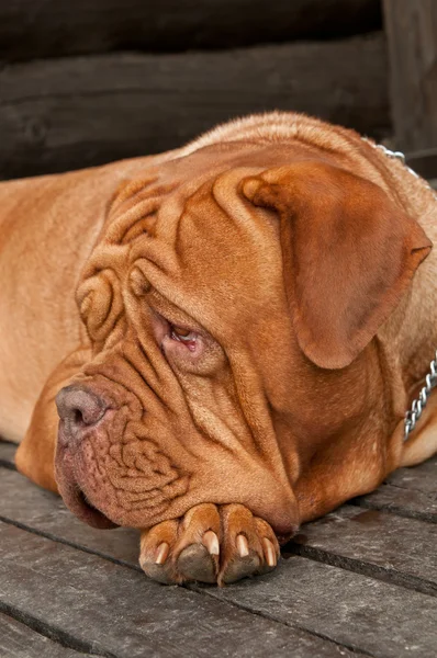 Dogue lying on wooden doorstep — Stock Photo, Image