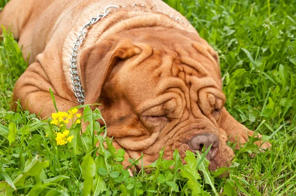 Собака спит — стоковое фото