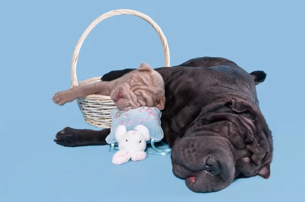 Due cani addormentati — Foto Stock