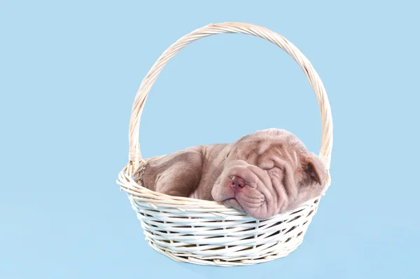 Sleeping cute puppy — Stock Photo, Image