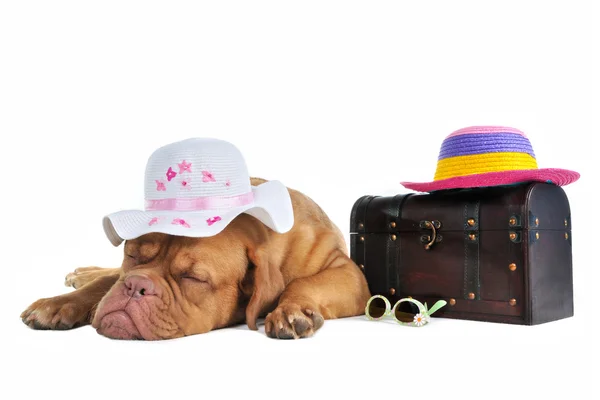 Ready for Vacation — Stock Photo, Image