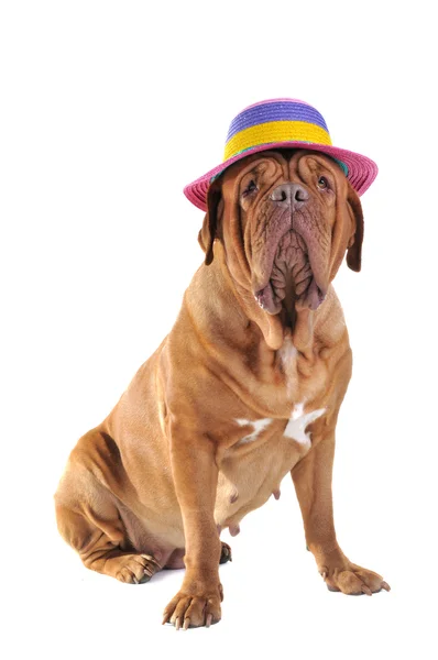 Velký pes v klobouku — Stock fotografie
