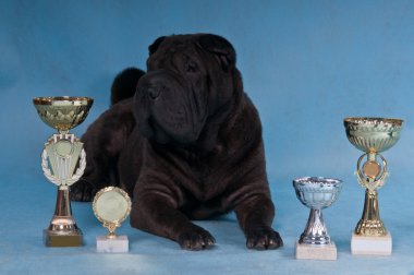 Şampiyon shar-pei