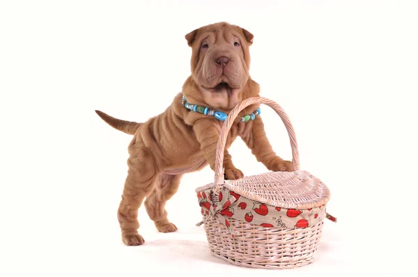 Filhote de cachorro com cesta de piquenique — Fotografia de Stock