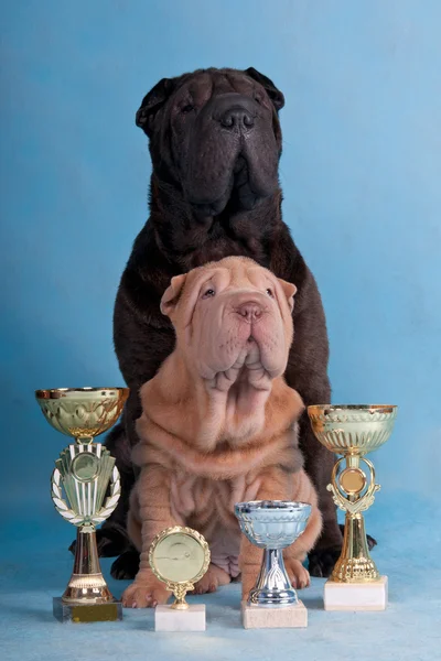 stock image Two Champion Shar-pei