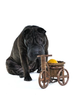 Dog Smelling Wooden Bycicle clipart