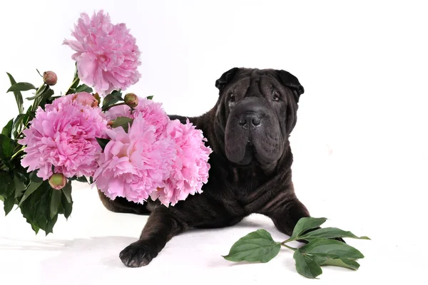 Zwarte hond met bloemen — Stockfoto